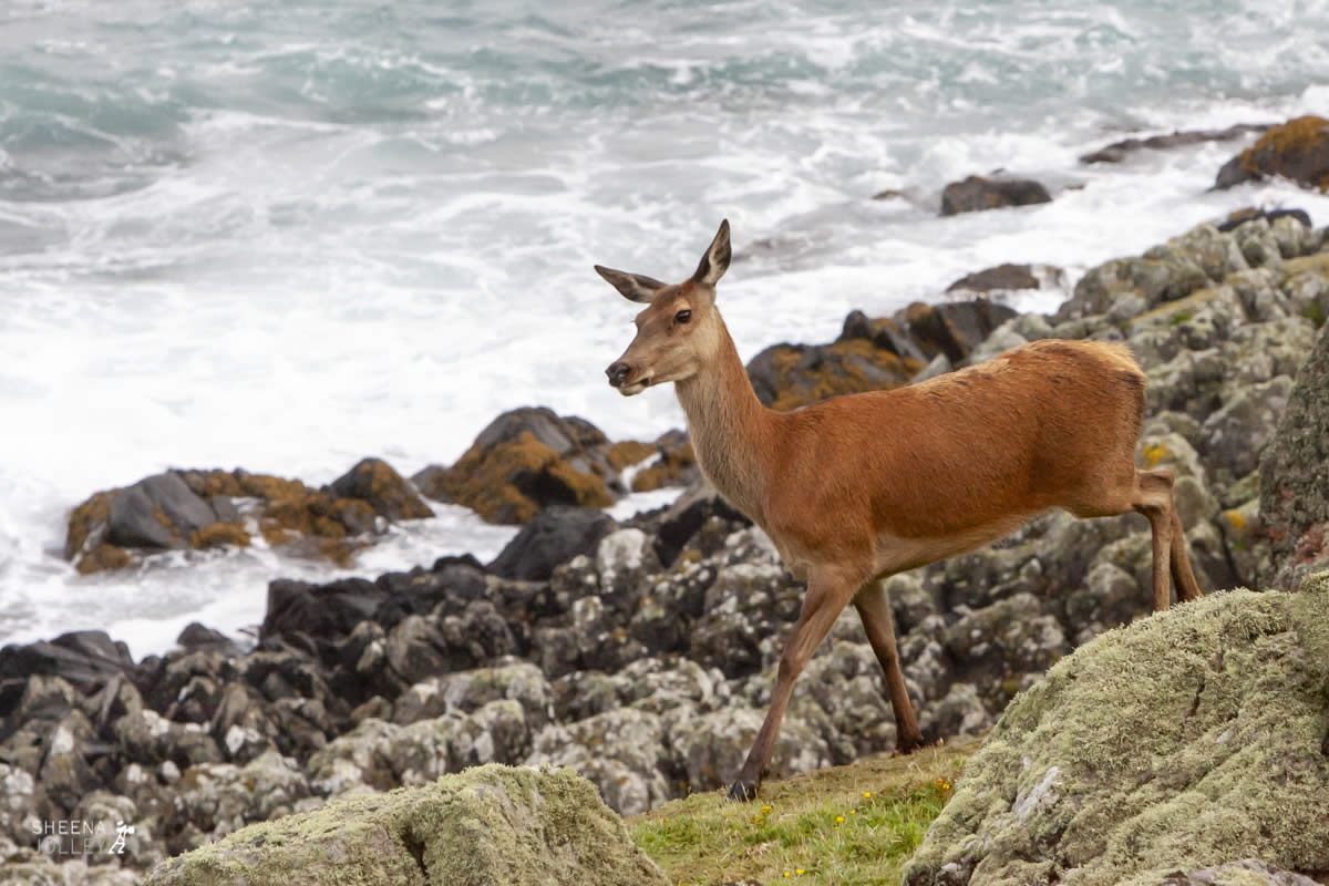 Living on the Edge.jpg - Inishtrahull